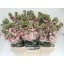 product/img.floraplaza.nl/LLEVAIDAPR-LIVE_fotos-0xC3AA7842BCC2413F8DEB525F7AAB36AADBAA6E8B.jpg
