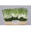 product/img.floraplaza.nl/LLEVAIDW-LIVE_fotos-0x00248E0164556463D648D54CF07586BAC32E5CE8.jpg