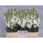 product/img.floraplaza.nl/LLEVAIDW-LIVE_fotos-0x0D85158A0A116EE2679F3662AC25C9C11AA31347.jpg