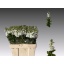 product/img.floraplaza.nl/LLEVAIDW-LIVE_fotos-0x1346585BE2DEF04CF4096DF7B6A16BC5CCC8843C.jpg