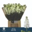 product/img.floraplaza.nl/LLEVAIDW-LIVE_fotos-0x239B7F32878961D6C9167F4BF6A2A12EF413CC25.jpg
