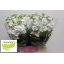 product/img.floraplaza.nl/LLEVAIDW-LIVE_fotos-0x30C8DF828C12C3BAACB62B8D6FCFE1B9B16CE4B0.jpg