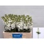 product/img.floraplaza.nl/LLEVAIDW-LIVE_fotos-0x316B3F8A9F2F0E63469CA59901A4B69E3F66B280.jpg