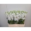 product/img.floraplaza.nl/LLEVAIDW-LIVE_fotos-0x710BC35A10E8FF9AD1C62C2FAB9A855C4D88B957.jpg