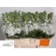 product/img.floraplaza.nl/LLEVAIDW-LIVE_fotos-0x716C78290ECC87DED8D28467E7A61AFB232EE326.jpg