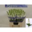 product/img.floraplaza.nl/LLEVAIDW-LIVE_fotos-0x8285F94B1131E49BB089592D77C9A211542D2514.jpg