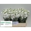 product/img.floraplaza.nl/LLEVAIDW-LIVE_fotos-0x8CCC0AF59DAF475FAECACB875C8851898813BF7A.jpg