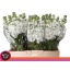 product/img.floraplaza.nl/LLEVAIDW-LIVE_fotos-0x9639BD9B4882B09DFE81D6B034B711C50ABD380E.jpg