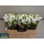 product/img.floraplaza.nl/LLEVAIDW-LIVE_fotos-0xB75D4DAE5FDC4009381D0C8FEB3FA62B9080B178.jpg