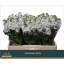 product/img.floraplaza.nl/LLEVAIDW-LIVE_fotos-0xC25AD401FFECAEB71D35CCDC7ACB05D6EC339EDD.jpg
