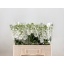 product/img.floraplaza.nl/LLEVAIDW-LIVE_fotos-0xC887413A627160CBAD3F5A580B77F601D7BCAA52.jpg