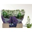 product/img.floraplaza.nl/LLEVAIDW-LIVE_fotos-0xD80719CA374423C6EA58CB76FBDCEF432E291B87.jpg