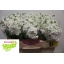 product/img.floraplaza.nl/LLEVAIDW-LIVE_fotos-0xDAE801AD6DD10F27CE5327E64AF8C41C4B7BD62A.jpg
