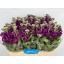 product/img.floraplaza.nl/LLEVANYPUR-LIVE_fotos-0x28A207A73EEAD9A0838FDE4669C07D5129FD4680.jpg