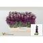 product/img.floraplaza.nl/LLEVANYPUR-LIVE_fotos-0xE30057E203A00E010773BC9D41C9704A25A8E5DE.jpg