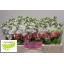 product/img.floraplaza.nl/LLEVANYW-LIVE_fotos-0x27E534ED76413CF558880C918AF67CD62EF220A2.jpg