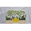 product/img.floraplaza.nl/LLEVANYW-LIVE_fotos-0xA4DACB195B6B505B637552ECC8663B0141B19166.jpg