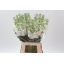product/img.floraplaza.nl/LLEVANYW-LIVE_fotos-0xBF0D9259AE4AD1EC643C9135E250B2D05F58B574.jpg