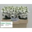 product/img.floraplaza.nl/LLEVANYW-LIVE_fotos-0xF5890CC69540A75157FFBCBE91A0F79322133376.jpg