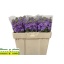 product/img.floraplaza.nl/LLEVCENL-LIVE_fotos-0x43C0F191856588BD9AB5774EE2ECEBED3482F083.jpg
