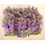 product/img.floraplaza.nl/LLEVCENL-LIVE_fotos-0xF8585EA6A2FA58610BE863D8311552575D4F6395.jpg