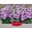 product/img.floraplaza.nl/LLEVCENP-LIVE_fotos-0xDD305B4B16925588A15822086159645051D1D8FD.jpg