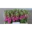 product/img.floraplaza.nl/LLEVCENR-LIVE_fotos-0x6B64FF46EE9CAF08B57238A64513B66D8DCE863B.jpg