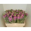 product/img.floraplaza.nl/LLEVCENR-LIVE_fotos-0xACE3FBCE8A24977C17406337F0B50FA36FC8C22F.jpg