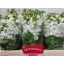product/img.floraplaza.nl/LLEVCENW-LIVE_fotos-0x45EF466370EAEBD1D1938EB048B0AF586B1DE19E.jpg