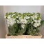 product/img.floraplaza.nl/LLEVCENW-LIVE_fotos-0x4C49DE7D6D51E9E66D86C6C09AA5E3D882AB2234.jpg