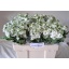 product/img.floraplaza.nl/LLEVCENW-LIVE_fotos-0x4E208F13DC84DD32BC3441C99030C9ACFA4FF391.jpg