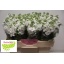 product/img.floraplaza.nl/LLEVCENW-LIVE_fotos-0x7C4FD591AF25D58E4023649963318B8393C65270.jpg