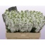 product/img.floraplaza.nl/LLEVCENW-LIVE_fotos-0xA6EBA8387E4BEFEA8312E167DE6BB8F1F075DAE6.jpg