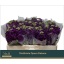 product/img.floraplaza.nl/LLEVDEB-LIVE_fotos-0x006BD36255D16C5931B08407C3E77BA7424946F0.jpg