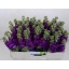product/img.floraplaza.nl/LLEVDEB-LIVE_fotos-0x127AC1BFE7AC278A79AC75E605F0F1E46113E5C3.jpg