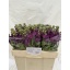 product/img.floraplaza.nl/LLEVDEB-LIVE_fotos-0x161F165F72E6B82D812CF854C120D176847DBD00.jpg