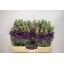 product/img.floraplaza.nl/LLEVDEB-LIVE_fotos-0x27C96A6417332EEB5133711B8963A6D34B53E2A2.jpg