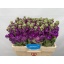 product/img.floraplaza.nl/LLEVDEB-LIVE_fotos-0x90E5EA2218CCE943A3B99B7FFC8A856B45E81B80.jpg