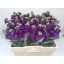 product/img.floraplaza.nl/LLEVDEB-LIVE_fotos-0xCB35C046B33FC5CC13EBE111AF08F220F8428547.jpg
