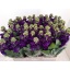 product/img.floraplaza.nl/LLEVDEB-LIVE_fotos-0xDDB441962FEF23D0D7ED71081D63540A87B13971.jpg