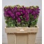 product/img.floraplaza.nl/LLEVDEB-LIVE_fotos-0xFC953DD895AF9E9575B6EB9A5BFF360F33F58B72.jpg