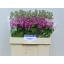 product/img.floraplaza.nl/LLEVFED-LIVE_fotos-0xFFDC05710B803866FC6B9700A02EE29F7DEFE900.jpg