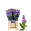 product/img.floraplaza.nl/LLEVFIGL-LIVE_fotos-0x2D363A78272F50EB27A26F845F74940D3F6D78CD.jpg