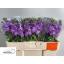 product/img.floraplaza.nl/LLEVFIGL-LIVE_fotos-0x75B61B61C4FF394C732135897F0AF7B6043EE069.jpg