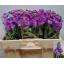 product/img.floraplaza.nl/LLEVFIGL-LIVE_fotos-0xBE1B9EE7855F51F756D48B3B94C9D9E946611274.jpg