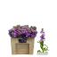 product/img.floraplaza.nl/LLEVFIGL-LIVE_fotos-0xCF3F1C54DDAE19B35AE18A5A91E3E6E88C17F6E5.jpg