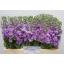 product/img.floraplaza.nl/LLEVFIGL-LIVE_fotos-0xD932A3D64467C8B565FEB56963EAE1B58C23DBB9.jpg