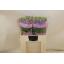 product/img.floraplaza.nl/LLEVFIGL-LIVE_fotos-0xF7A3CB6A787C35276C98C5BEDEBCCBC26660B06D.jpg