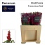 product/img.floraplaza.nl/LLEVFRA-LIVE_fotos-0x1FAAFE6F4EB2370AAD2EE43149E3E9FE04D10A36.jpg
