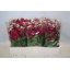 product/img.floraplaza.nl/LLEVFRA-LIVE_fotos-0x2DB0E95ABBE38F05E291839F8B9E99BD7D8D5E44.jpg